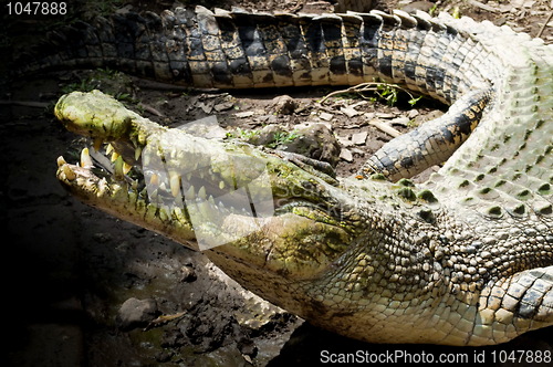 Image of Crocodile mouth