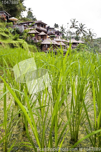 Image of Green rice plantation detail