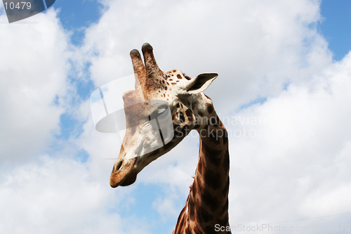 Image of A curious giraffe stares down