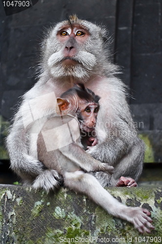 Image of Macaque boss with child