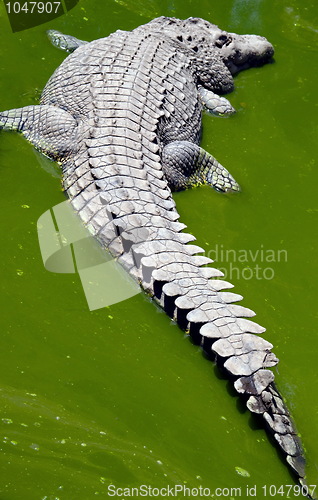 Image of Crocodile in a green puddle