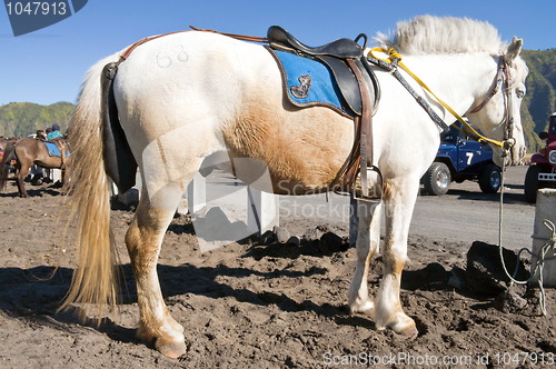 Image of White and Orange Horse 