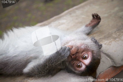 Image of  Macaque Baby is relaxing
