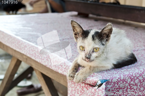 Image of Little sick cat on a table
