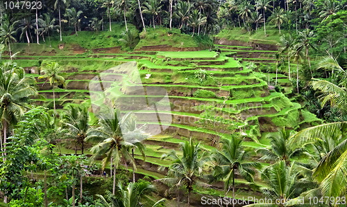 Image of Rice plantation terrace
