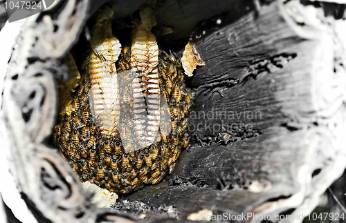 Image of Beehive