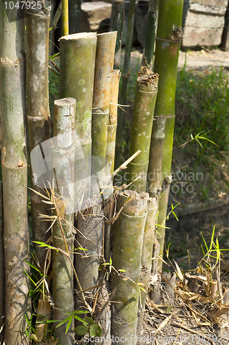 Image of Cutted Bamboo