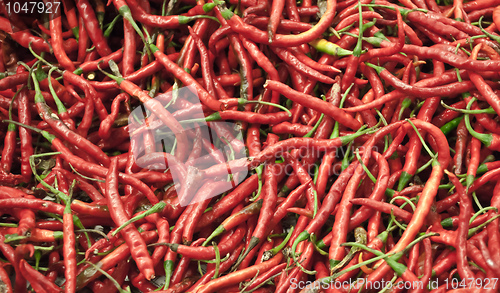 Image of Red hot chili pepper