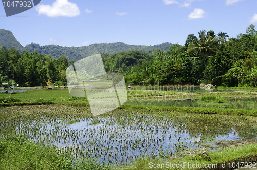 Image of Flooded rice terrace