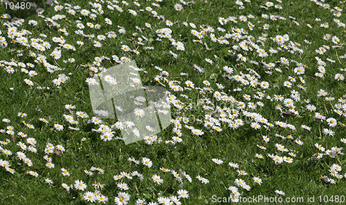 Image of A field of daisies