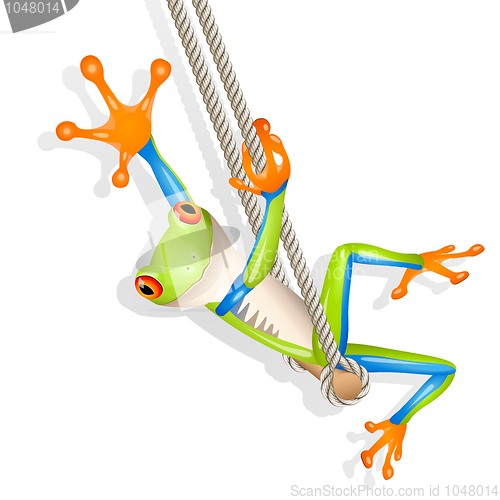 Image of Tree frog on a swing