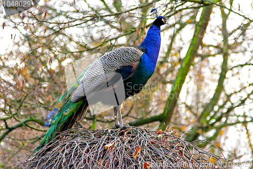 Image of Peacock profile