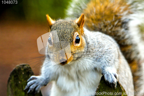 Image of Squirrel