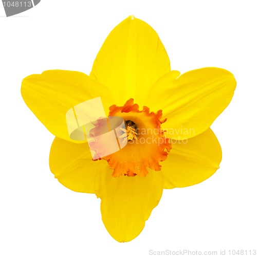 Image of Daffodil