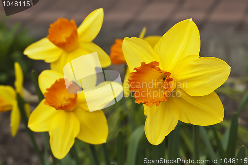 Image of Daffodil