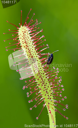 Image of Sundew