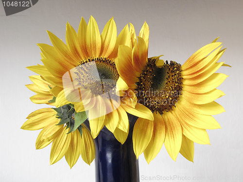 Image of sunflowers