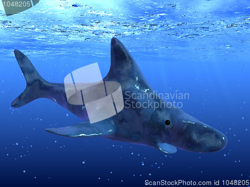 Image of Shark