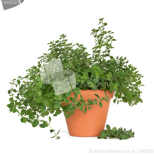 Image of Oregano Herb Plant