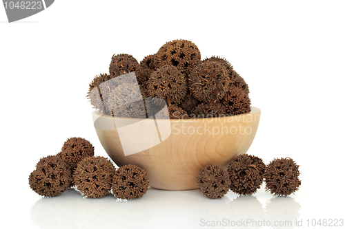 Image of Sweetgum Fruit