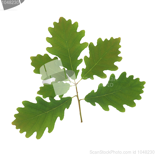 Image of Oak Leaf Sprig