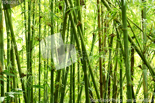 Image of bamboo background 