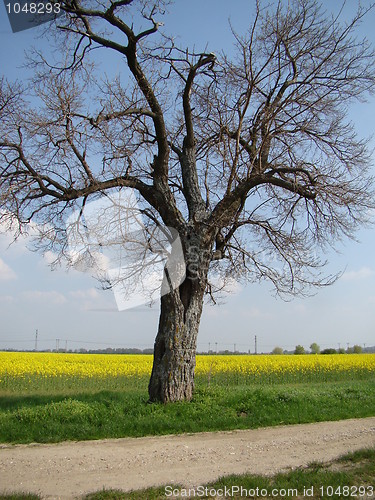 Image of The mulberry tree