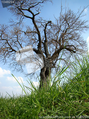 Image of The mulberry tree