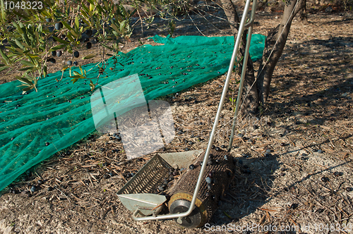 Image of Olive harvest