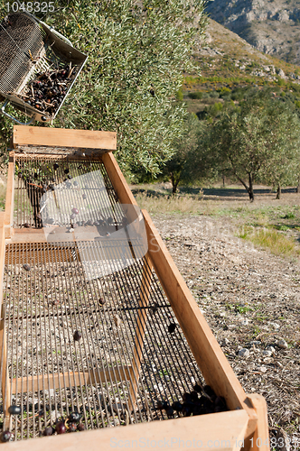 Image of Olive harvest