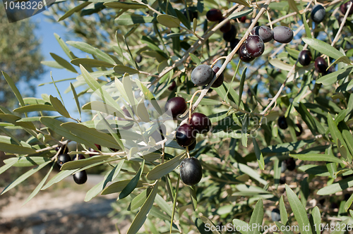 Image of Olive tree