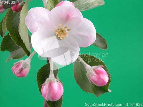 Image of wild apple blossom