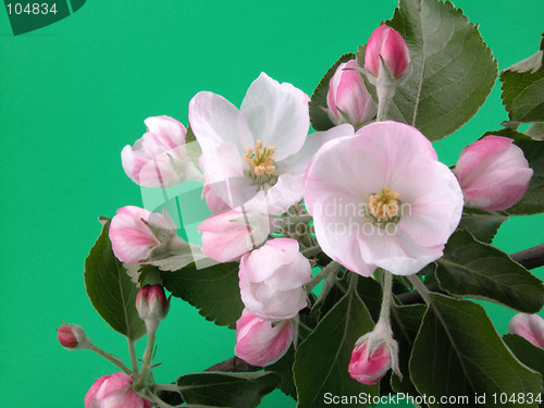 Image of wild apple blossom