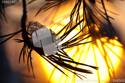 Image of Pine needles covered with snow