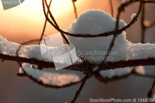 Image of Branches covered with snow close-up