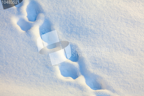 Image of Footprints in the snow