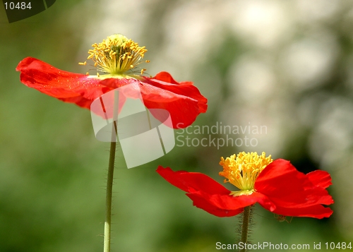 Image of red poppies in garden