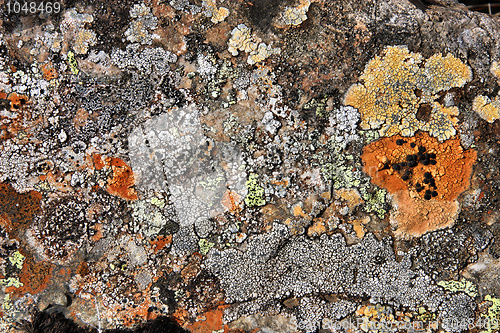 Image of Lichen in Iceland