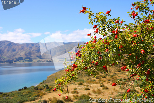 Image of New Zealand