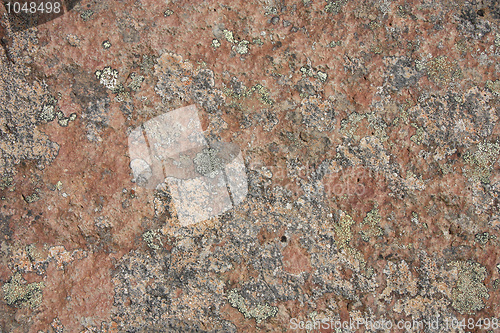 Image of Map lichen