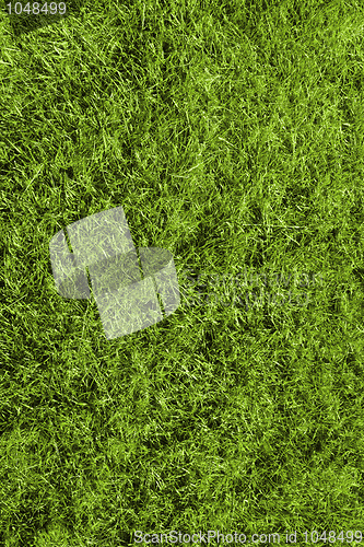 Image of Grass texture