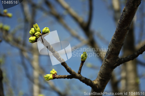 Image of Green Buds