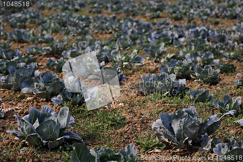 Image of Cabbage Field