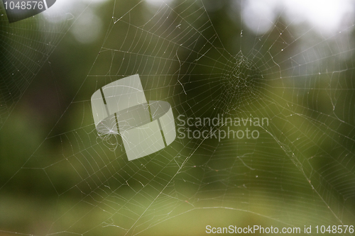 Image of Spider web