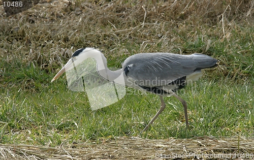 Image of Heron in meadow