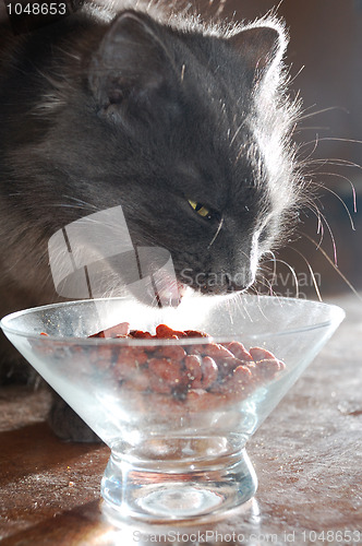 Image of cat eating food