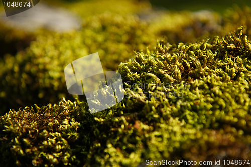 Image of Vivid moss macro