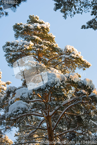 Image of Snow On A Fur-tree