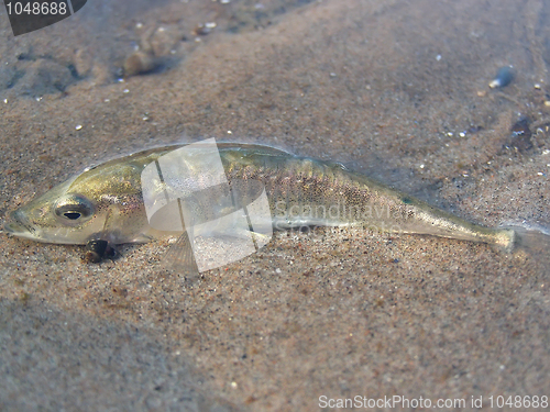 Image of Dead Fish On The Beach