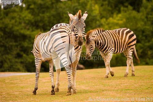 Image of 3 zebras